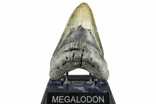 Fossil Megalodon Tooth - North Carolina #368434