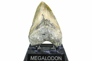 Fossil Megalodon Tooth - North Carolina #368435