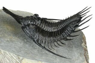 Fossils For Sale