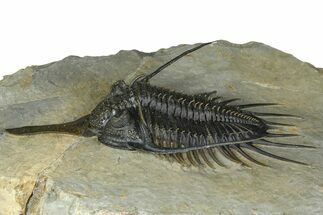 Prone Psychopyge Trilobite - Top Quality Specimen #368559