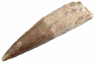 Fossil Spinosaurus Tooth - Real Dinosaur Tooth #368049