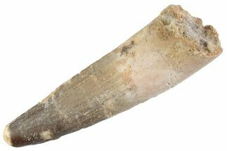 Fossil Spinosaurus Tooth - Feeding Worn Tooth #368060