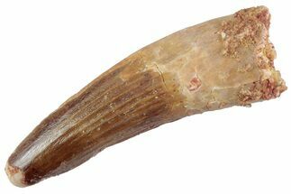 Fossil Spinosaurus Tooth - Feeding Worn Tooth #368070
