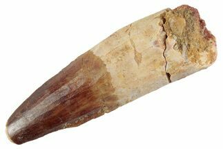 Fossil Spinosaurus Tooth - Feeding Worn Tooth #368085