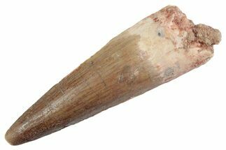 Fossil Spinosaurus Tooth - Feeding Worn Tooth #368123