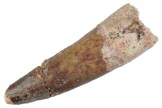 Fossil Spinosaurus Tooth - Feeding Worn Tooth #368124
