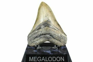 Serrated, Fossil Megalodon Tooth - North Carolina #368431