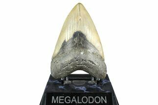 Fossil Megalodon Tooth - North Carolina #368432