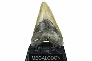 Fossil Shark Teeth For Sale