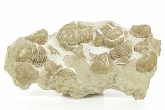 Ordovician Trilobite (Xenasaphus) Mortality Plate - Russia #368623