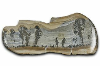 Triassic Aged Stromatolite Fossil - England #365707