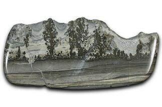 Triassic Aged Stromatolite Fossil - England #365710