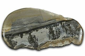 Triassic Aged Stromatolite Fossil - England #365717