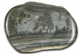 Triassic Aged Stromatolite Fossil - England #365722