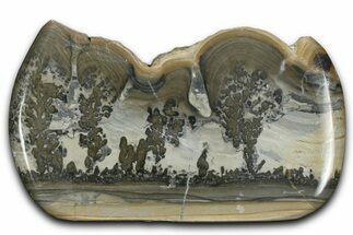 Triassic Aged Stromatolite Fossil - England #365723
