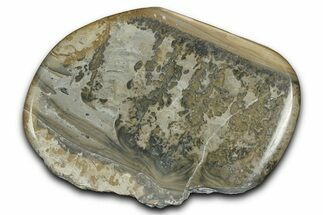 Triassic Aged Stromatolite Fossil - England #365731