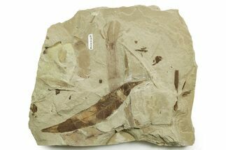Fossil Leaf and Horsetail Plate - Green River Formation, Utah #368735