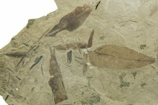 Fossil Leaf and Horsetail Plate - Green River Formation, Utah #368742
