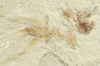 Eocene Fossil Cricket and Snout Beetle - Green River Formation #368751