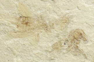 Eocene Fossil Cricket and Snout Beetle - Green River Formation #368752