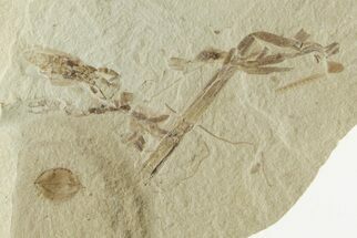 Fossil Cricket, Fly, Horsetail & Seed Pod Plate - Utah #368749