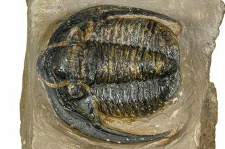 Bargain, Diademaproetus Trilobite - Foum Zguid, Morocco #368620