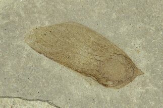 Fossil Samara (Winged Seed) - Green River Formation, Utah #368761