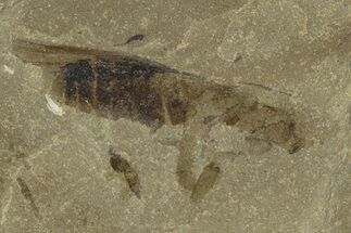 Eocene Fossil Grasshopper (Caelifera) - Green River Formation #368764
