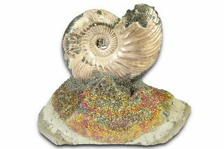 Iridescent Pyritized Ammonite (Quenstedticeras) Fossil Display #368841