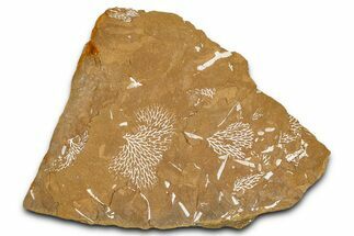 Ordovician Kukersite Oil Shale with Bryozoan Fossils - Russia #368954