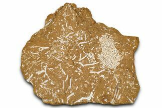 Ordovician Kukersite Oil Shale with Bryozoan Fossils - Russia #368959