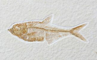 Small Diplomystus Fossil Fish #19496