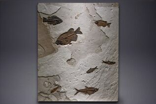 Fish Fossils For Sale