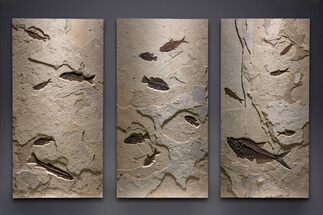 Museum-Quality Green River Fossil Fish Triptych #369070