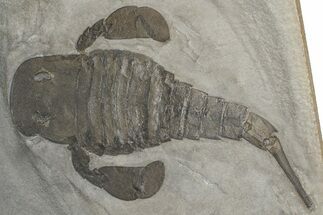 Eurypterus (Sea Scorpion) Fossil - New York #369233