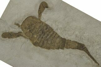 Eurypterus (Sea Scorpion) Fossil - New York #369267