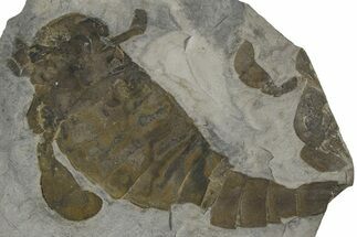 Eurypterus (Sea Scorpion) Fossil - New York #369297