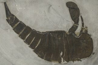 Eurypterus (Sea Scorpion) Fossil - New York #369300