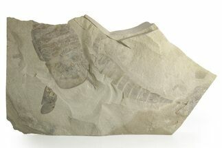 Multiple Eurypterus (Sea Scorpion) Fossils - New York #369362