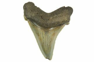 Serrated Angustidens Tooth - Megalodon Ancestor #368641