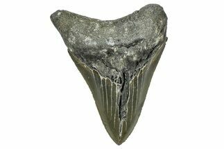 Serrated, Fossil Megalodon Tooth - North Carolina #368439