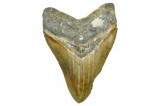 Fossil Megalodon Tooth - North Carolina #368440