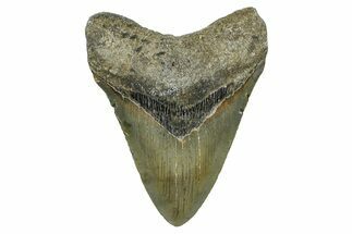 Serrated, Fossil Megalodon Tooth - North Carolina #368441
