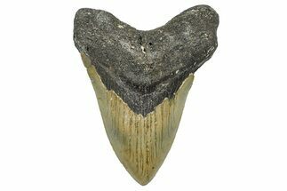 Serrated, Fossil Megalodon Tooth - North Carolina #368447