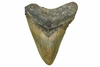 Fossil Megalodon Tooth - North Carolina #368453