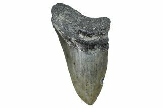 Partial, Fossil Megalodon Tooth - North Carolina #368477