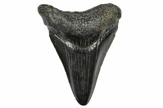 Juvenile Megalodon Tooth - South Carolina #368676