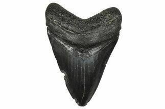 Juvenile Megalodon Tooth - South Carolina #368686