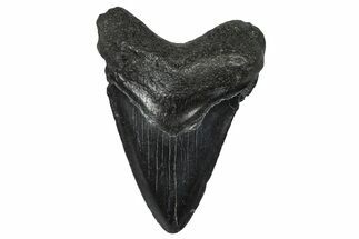 Fossil Megalodon Tooth - South Carolina #368692