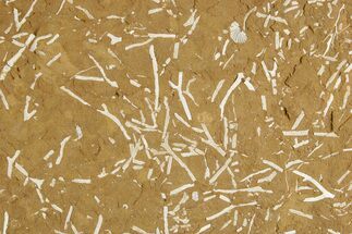 Ordovician Kukersite Oil Shale w/ Bryozoan & Brachiopod Fossils #369548